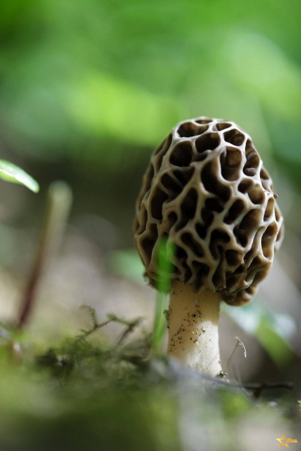 Morille dans les sous-bois jurassiens
