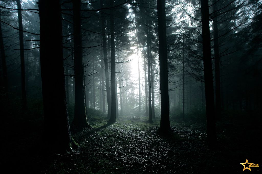 Lumière traversant une forêt du Jura