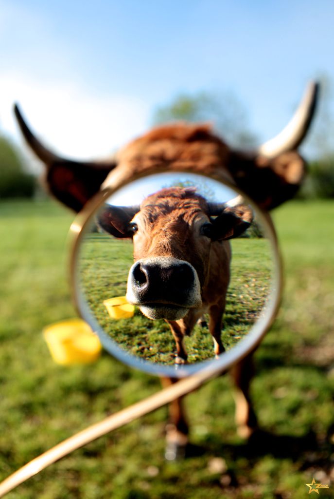 Vache jurassienne dans une composition artistique