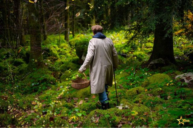 Détail naturel dans le Jura