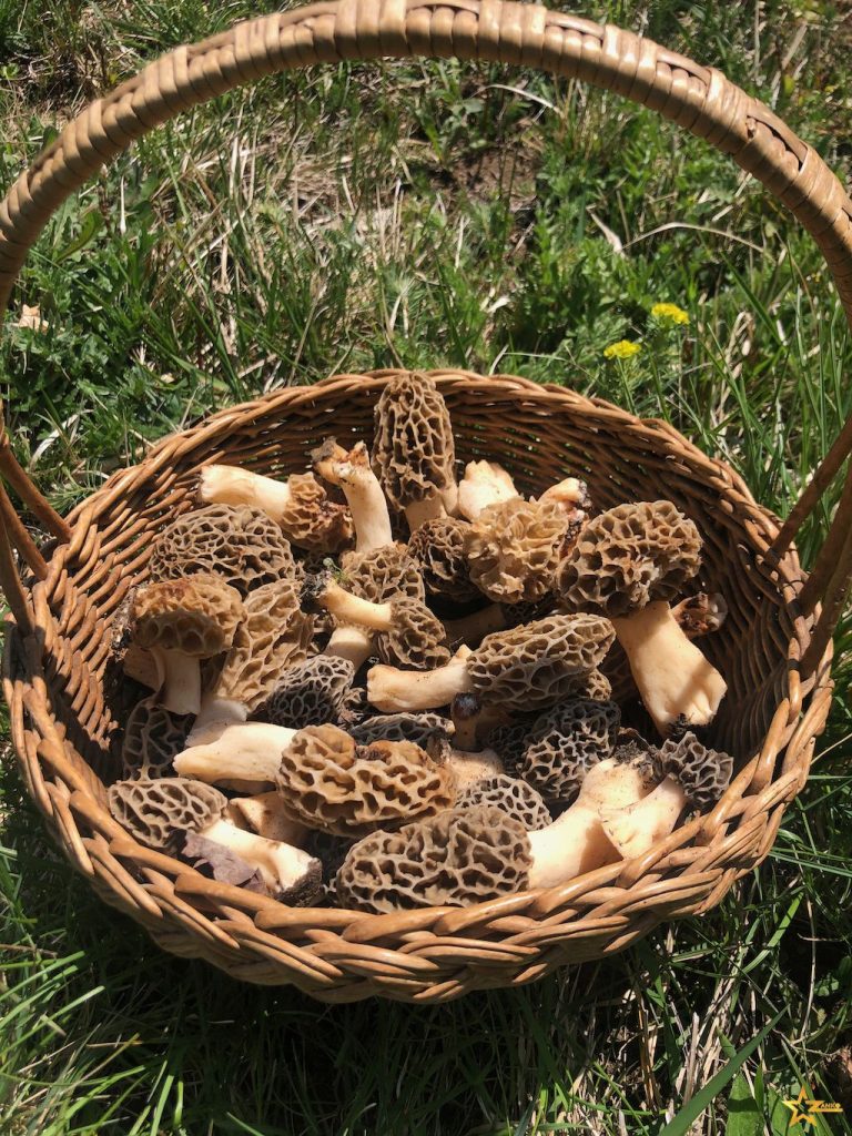 Croûte aux morilles
